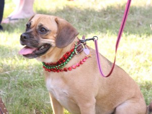 The prettiest puggle ever, Jinny Bo Binny.