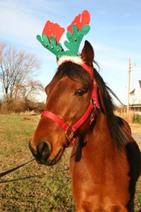 The award-winning photo of Pony feeling the Christmas spirit