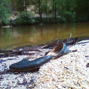 Shoe #314 found on a sand bar on Juniper Creek while kayaking with Dave