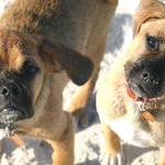 the_puggles Jack and Jinjer as puppies, although they do not look much different today, just a little grayer around the muzzles