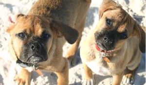 Jack and Jinjer as puppies, although they do not look much different today, just a little grayer around the muzzles