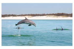 Taken by me several years ago while on the gulf on a beautiful day. Just thought it needed to be posted with this entry.