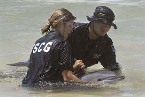 Coast Guard volunteers hold an injured dolphin in the shallow waters off Fort Pickens on Wednesday. The dolphin was found close to heavy oil. (Kaycee Lagarde/klagarde@pnj.com)