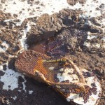 oil spill lost sole 359
