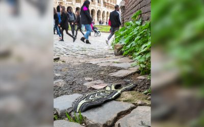 A Lost Sole in ruins among the ruins